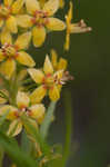 Loomis' yellow loosestrife